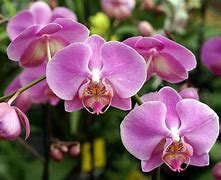 Image result for Singapore Native Orchids