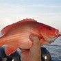 Image result for Ikan Laut Bencong