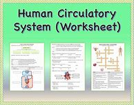 Image result for Human Circulatory System Worksheet