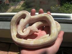 Image result for Snow Corn Snake