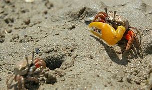 Image result for Fiddler Crab Larva