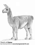 Image result for Llama Shape