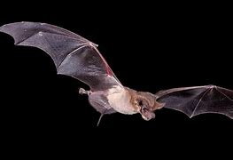 Image result for Mexican Free Tail Bat with Babies