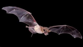 Image result for Mexican Free Tail Bat