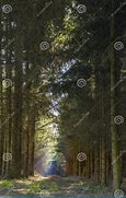 Image result for Foot Path with Trees