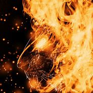 Image result for Fire Lion Art