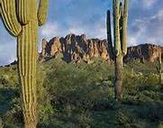 Image result for Hot Desert Plants South Africa