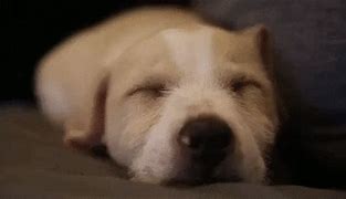 Image result for Yap Dog GIF