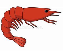 Image result for Krill Clip Art