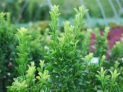 Image result for Plant Evergreen Shrubs