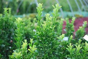 Image result for Evergreen Bush