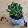 Image result for Jade Plant Roots