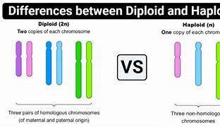 Image result for Diploid Diagram