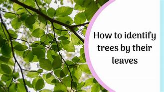 Image result for Family Tree with Leaves