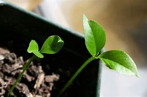 Image result for Figer Lime Citrus Seed Sprouting