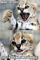 Image result for Funny Cat Scary