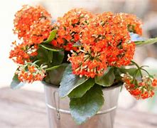 Image result for Kalanchoe Succulent Care