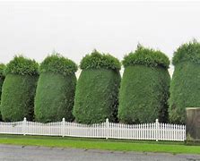 Image result for Titoki Hedge