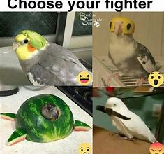 Image result for Birb Memes