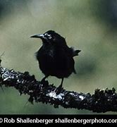 Image result for Kauai ʻŌʻō