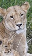 Image result for Mother Lioness