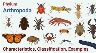 Image result for Arthropod Legs