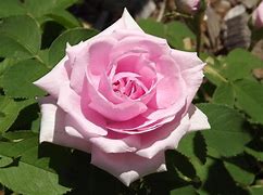 Image result for Lmk Rose