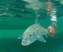 Image result for South Andros Island Fishing