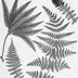 Image result for Lauae Fern Leaf Outline