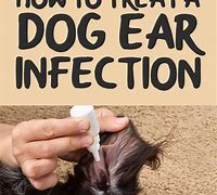 Image result for Treating Dog Ear Infection