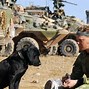 Image result for Military War Dogs