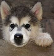 Image result for Grey Husky Puppies