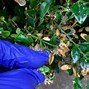 Image result for Box Hedge Moth Treatment