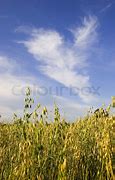 Image result for Field of Oats