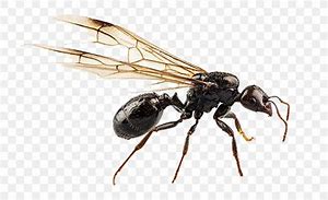 Image result for A Flying Ant