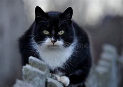 Image result for Proud Black Cat