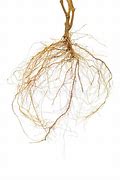 Image result for Tomato Roots Where It Attaches