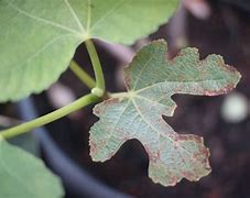 Image result for Fig Tree Rust