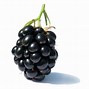 Image result for Free Clip Art Blackberries