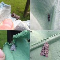 Image result for Moths in Trees