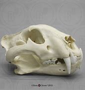 Image result for Tiger Skull Closed Mouth