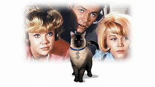 Image result for Darn Cat Activity