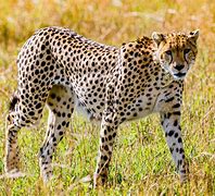 Image result for Cheetahs in the Wild