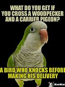 Image result for Bird Humor