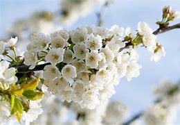 Image result for What IA Cherry Blossom Flower