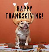 Image result for French Bulldog Thanksgiving