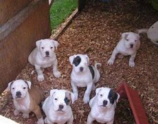 Image result for Scott American Bulldog Puppies