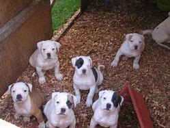 Image result for Scott American Bulldog Puppies