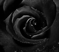 Image result for Black Rose Bushes