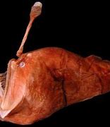 Image result for Humpback AnglerFish